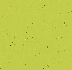 Линолеум Forbo Sphera Energetic 50214 lime фото 1 | FLOORDEALER